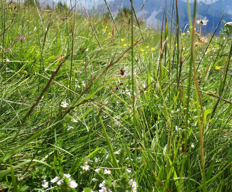 Anja Buntz Coaching ➤ Life & Mental Coaching für Frauen. Coaching in der Natur